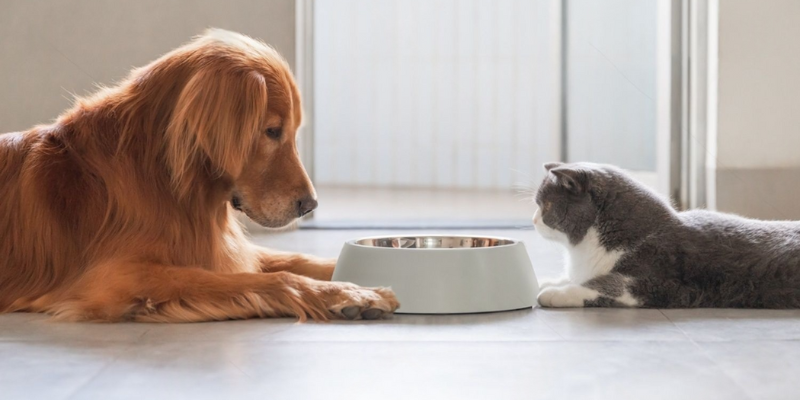 Indoor cat in the Philippines lying at home — NanoSilver daily immune support for cats affected by heat, humidity, and poor ventilation
