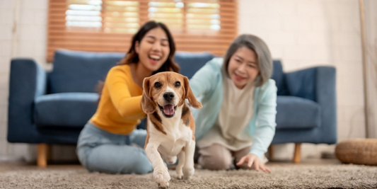 Your family's health and your pets' wellbeing are interconnected. 