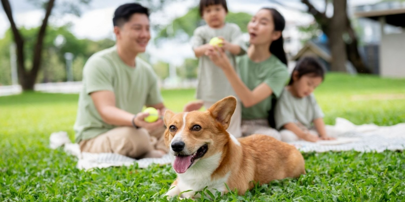 Family using Nano Silver Original dietary supplement for weekend wellness routine with pets - FDA licensed LTO 3000013745113