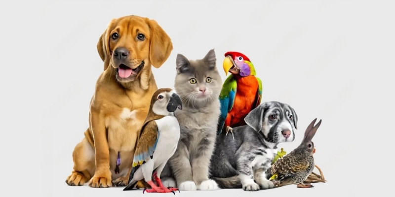 Filipino pet owner with healthy dog, cat, birds and rabbit - affordable ₱40/day preventive care with FDA-LTO certified Nano Silver vs ₱50K emergency costs