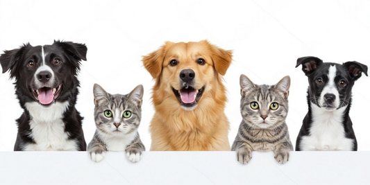 NanoSilver Pet Wellness: Your Complete Guide to Healthy Pets in the Philippines (2026)
