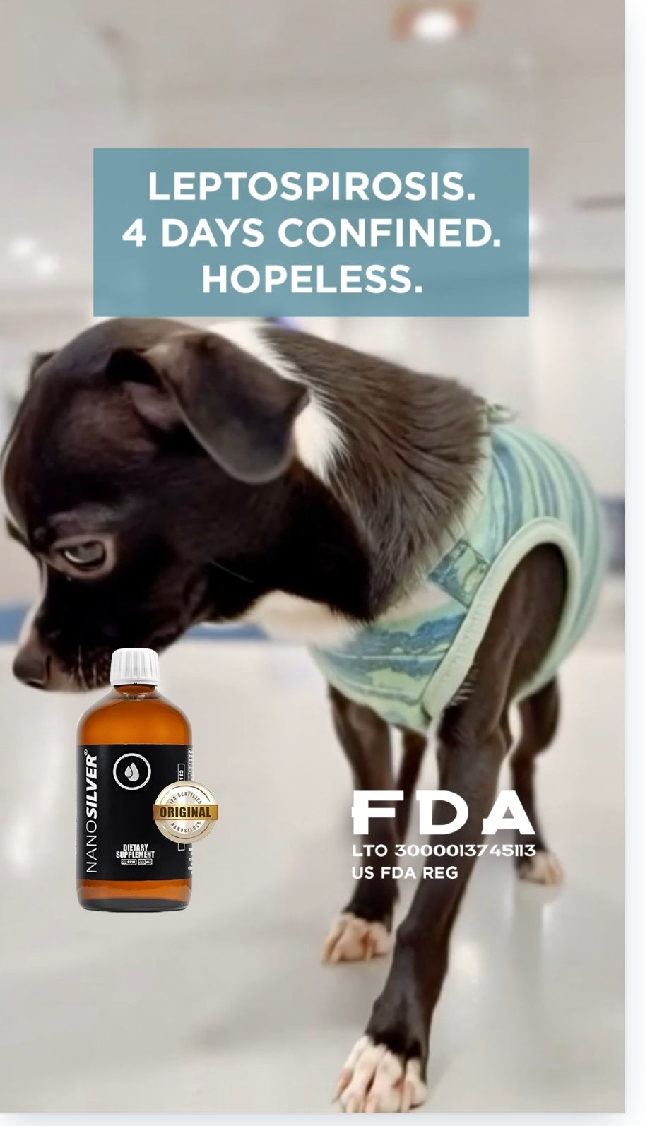 Dog that survived leptospirosis with Nano Silver for Pets immune support — leptospirosis recovery in Filipino dogs