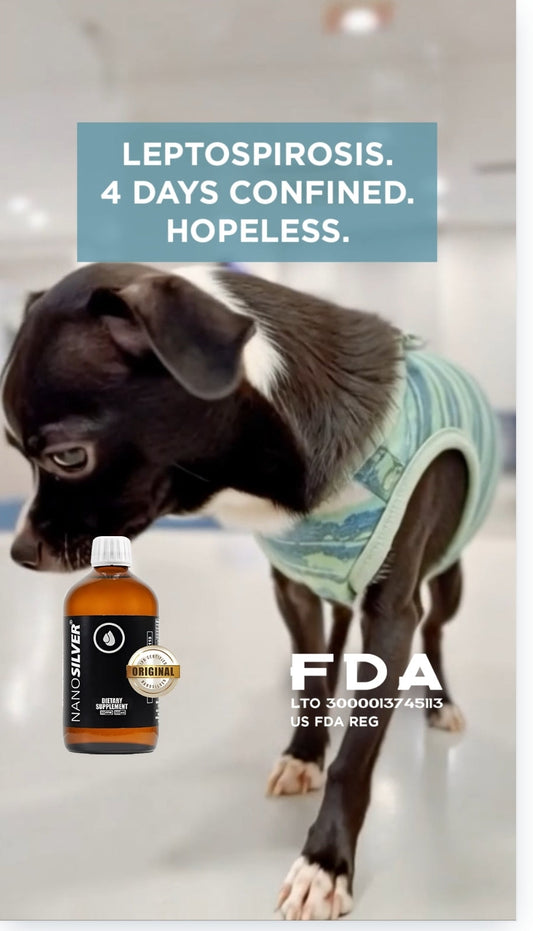 Dog that survived leptospirosis with Nano Silver for Pets immune support — leptospirosis recovery in Filipino dogs