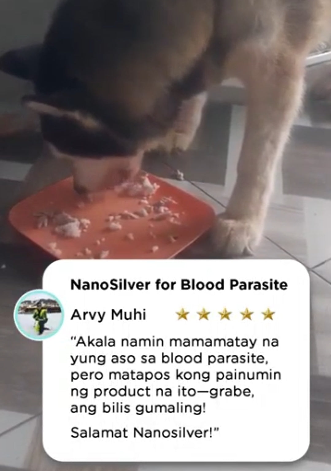 Pet parasite prevention guide - identifying and treating fleas, ticks, and worms in dogs and cats in the Philippines