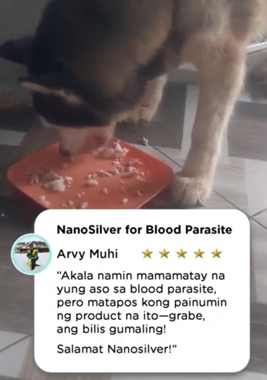 Pet parasite prevention guide - identifying and treating fleas, ticks, and worms in dogs and cats in the Philippines