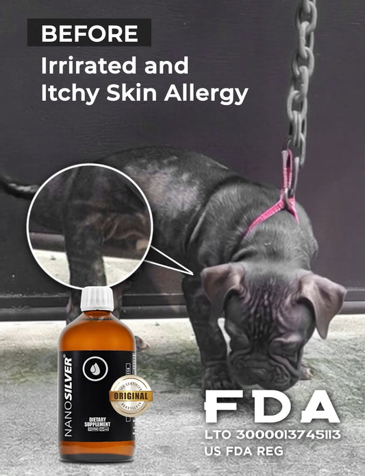 Dog with hot spot skin irritation — acute moist dermatitis in Filipino dogs causes treatment and prevention