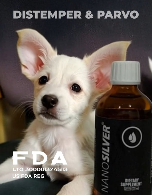 Dog that survived parvovirus in the Philippines — parvo recovery with NanoSilver immune support