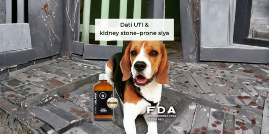 Supporting Urinary Tract Health in Dogs: A Natural Solution with NanoSilver®