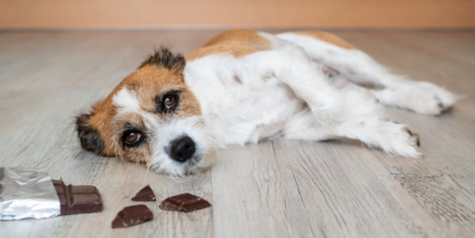 Heat Stress in Pets: A Filipino Pet Owner's Survival Guide