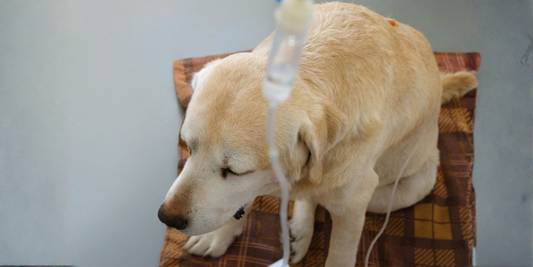 Pet Owner Testimonial: Supporting Kidney Health in Dogs Naturally