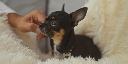 Leptospirosis in Dogs: How NanoSilver Helped Save a Life in 4 Days